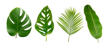 Muz, palmiye ve canavar yeşil yapraklı tropikal bitki beyaz arka planda izole edilmiş..