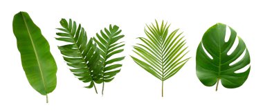 Muz, palmiye ve canavar yeşil yapraklı tropikal bitki beyaz arka planda izole edilmiş..