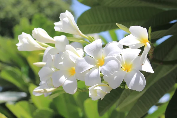 Leelawadee flor blanca de cerca colgando en el árbol — Foto de Stock