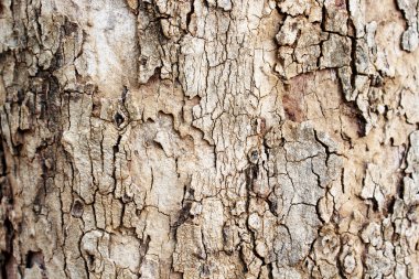 kabuk dokusu arka plan olarak kapat