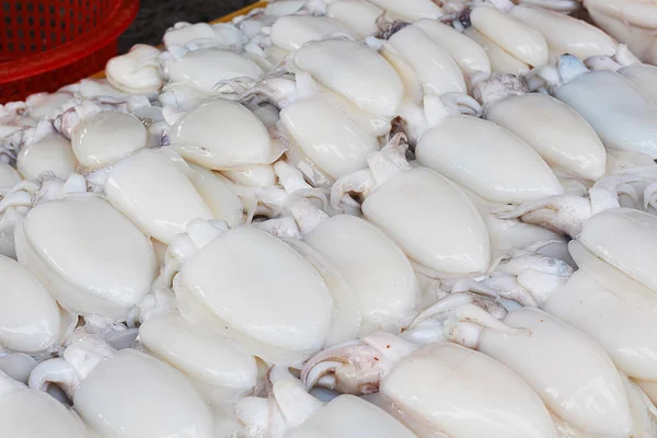 taze mürekkep balığı bol / squid piyasasında için satmak
