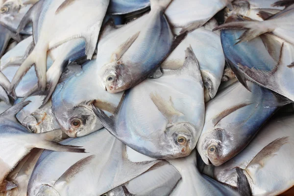 Beaucoup de pom-fret blanc sur le marché à vendre — Photo