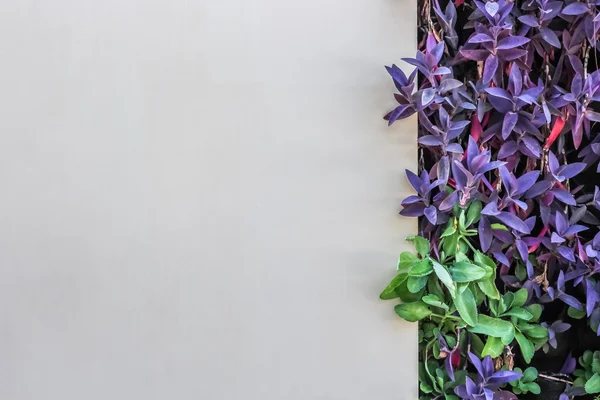 arka plan beyaz duvar süslemeleri ile Tradescantia spathacea mor renk