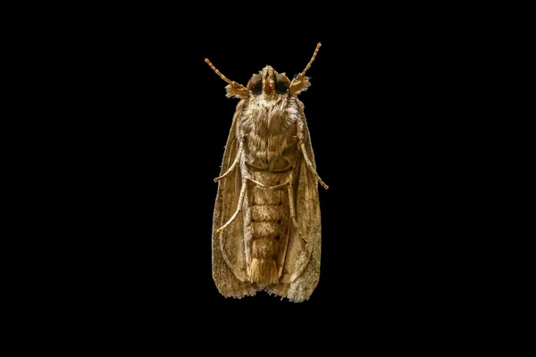 Tæt op makro af fuld krop af insektet - Stock-foto