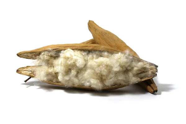 Kapok, Ceiba pentandra veya beyaz ipek pamuk ağacı (Ceiba pentandra (L.) Gaertn. Wong) Bombacaceae. Beyaz arka plan üzerinde izole yastık yapmak için beyaz fiber ile kapok tohum