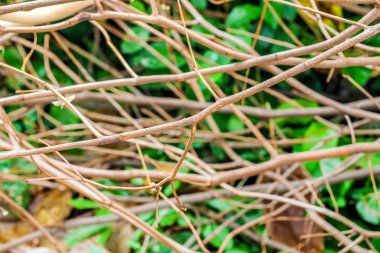 küçük dalını yedeklemek doku arka plan olarak kapatın