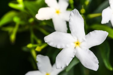 Yakın en iyi görünümü Ervatamia veya gardenya kadar beyaz çiçekler Çiçek bahçesinde, 5 LOB var.