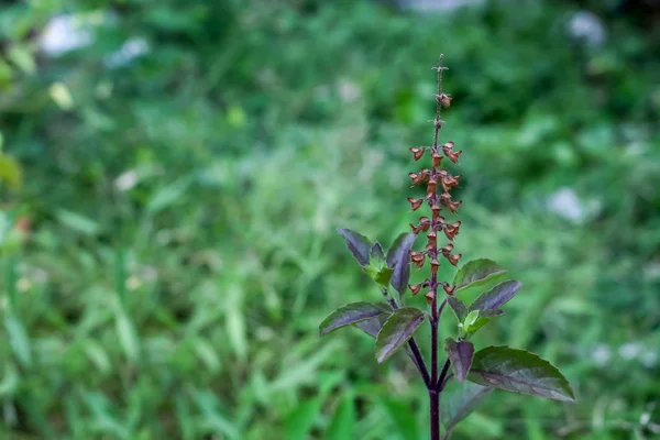 Close-up van rode basilicum bloem op rode basilicum boom — Stockfoto