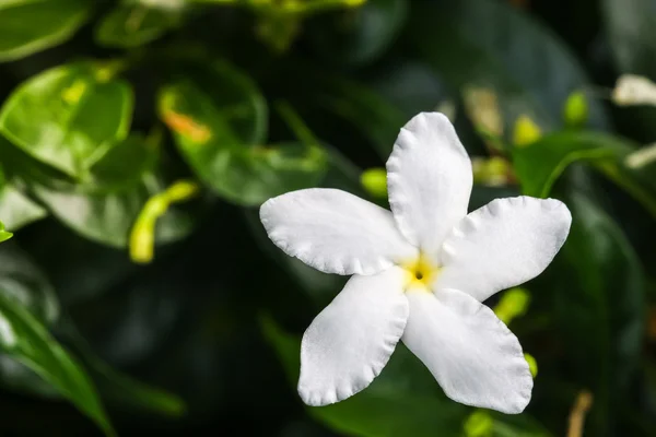 Close up top view of Ervatamia or Gardenia white flowers is blossom in the garden, it have 5 lobe.