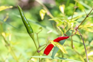 Yeşil biber biber ağacı üzerinde kapatın