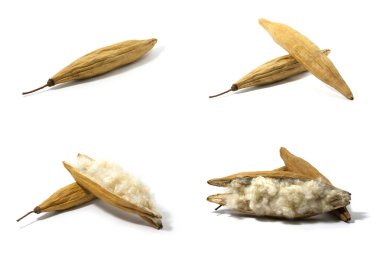 Kapok, Ceiba pentandra veya beyaz ipek pamuk ağacı kümesi (Ceiba pentandra (L.) Gaertn. Wong) Bombacaceae. Beyaz arka plan üzerinde izole yastık yapmak için beyaz fiber ile kapok tohum