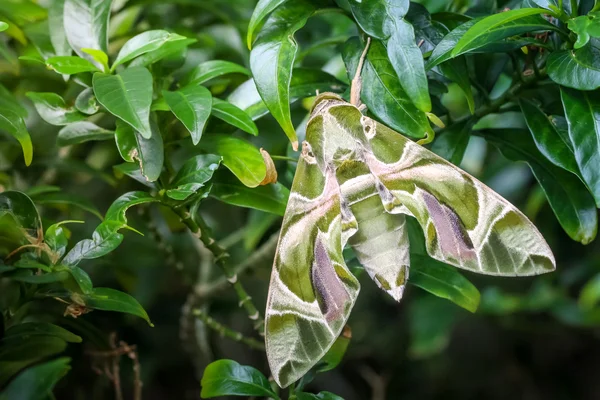 Close-up macro groene vlinder oleander Hawk moth op het blad — Stockfoto