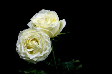 Yüksek karşıtlık siyah ve beyaz siyah arka plan üzerine beyaz gül