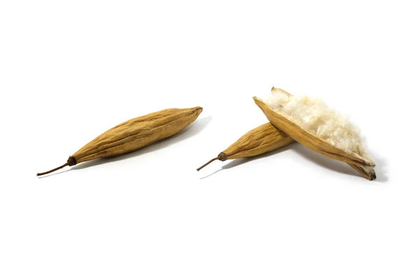 Kapok, Ceiba pentandra nebo bílé bavlněné hedvábí strom (Ceiba pentandra (L.) Gaertn. Bavlníkovité Wong). Kapok semena s bílými vlákny pro výrobu polštář izolovaných na bílém pozadí — Stock fotografie