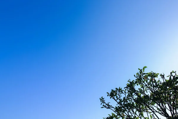 Clear blue sky as a background wallpaper, pastel sky wallpaper, with some part of the tree — Stock Photo, Image