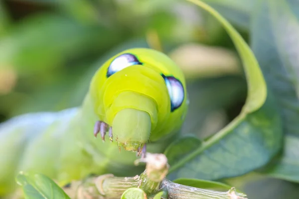 Nahaufnahme Makro-Raupe / Grüner Wurm frisst Baumblatt — Stockfoto