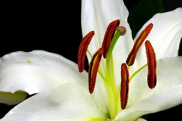 Lilia makro biały z pyłkiem na czarnym tle z bliska — Zdjęcie stockowe