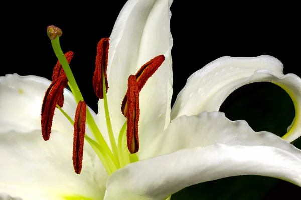 Close up macro white lily with pollen on black background — Stock Photo, Image