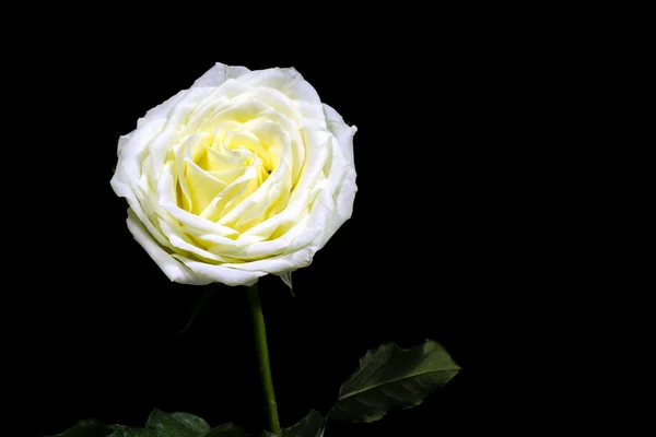 Wysoki kontrast czerni i bieli Białej Róży na czarnym tle — Zdjęcie stockowe