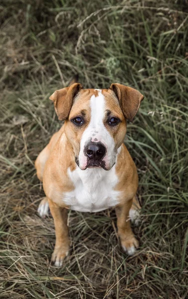 Hunden tittar upp, sitter på grått gräs höstdag — Stockfoto