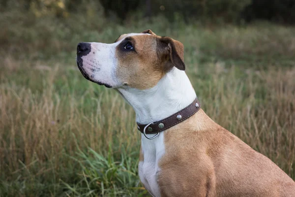 Hund sitter och letar upp — Stockfoto