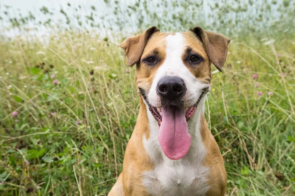 Anjing tersenyum di lapangan pada hari musim panas — Stok Foto