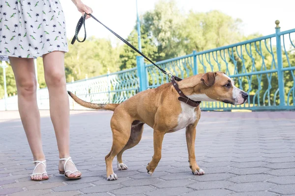 Anjing menarik pada tali — Stok Foto