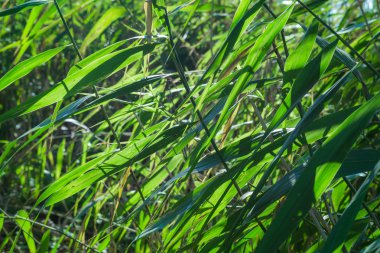 Güneş yapraklarda yeşil bulrush