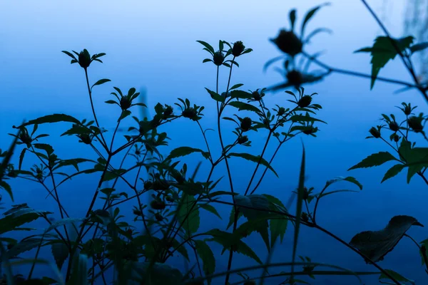 Siluety květin před modrou vodou — Stock fotografie