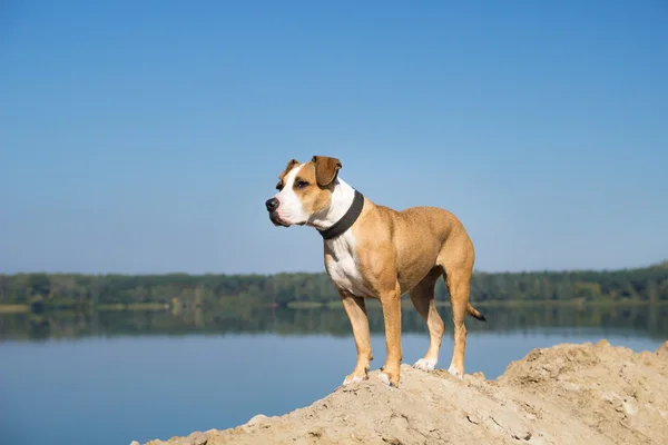 Hund vid sjön tittar in avståndet — Stockfoto