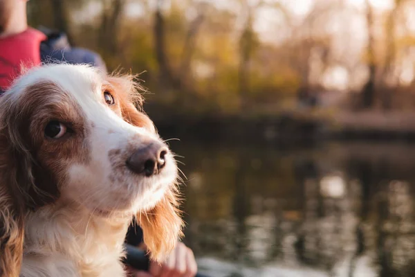 Porträtt Hund Vid Vattnet Ryska Spaniel Hund Huvud Med Floden — Stockfoto