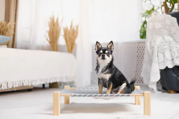 Lindo Chihuahua Una Cama Perro Dormitorio Boho Decorado Mascotas Casa — Foto de Stock