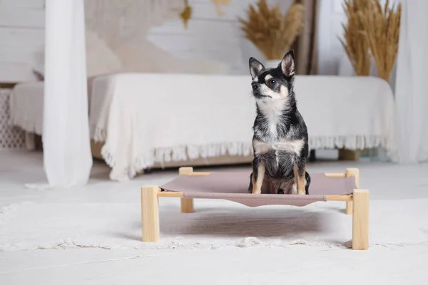 Cute little chihuahua on a dog bed in boho decorated bedroom. Pets at home, small dogs, domestic animals discipline to stay in their bed