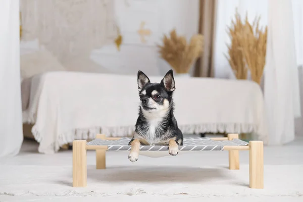 Lindo Chihuahua Una Cama Perro Dormitorio Boho Decorado Mascotas Casa — Foto de Stock