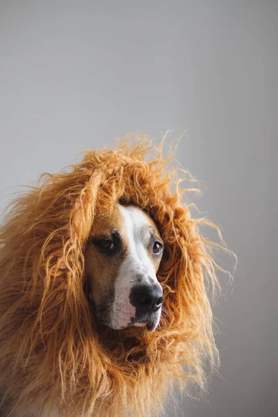 Retrato Perro Con Crin Para Parecer León Traje León Para —  Fotos de Stock