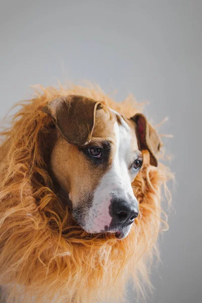 Retrato Perro Con Crin Para Parecer León Traje León Para —  Fotos de Stock