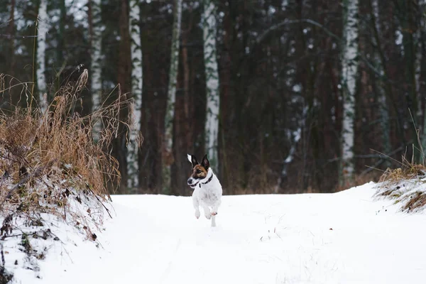 Divertido Perro Terrier Zorro Corre Bosque Nevado Pasear Con Perros —  Fotos de Stock