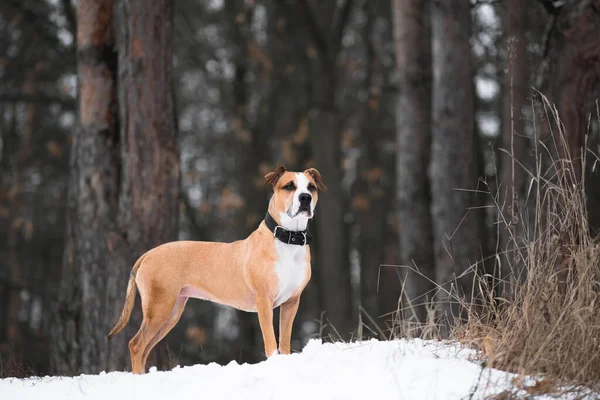 Potret Seekor Anjing Terrier Staffordshire Yang Cantik Hutan Musim Dingin Stok Gambar Bebas Royalti