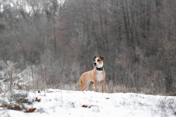 冬の自然シーンで豪華なスタッフォードシャーのテリア犬の肖像画 寒い季節にペットと一緒にアクティブなライフスタイル ハイキングやトレッキング 長い散歩に犬を取る ストック写真