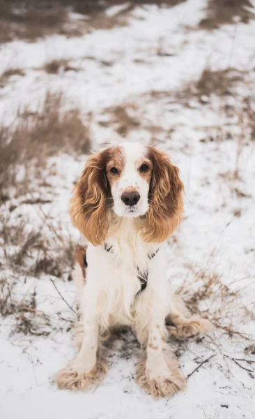 Retrato Perro Spaniel Pedigrí Hierba Nieve Lindo Perro Mira Cámara —  Fotos de Stock