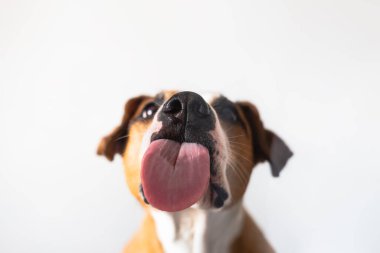 Dilini yalayan köpek, yakın görüş, camdan vurulmuş. Komik hayvan portresi, dile odaklan.