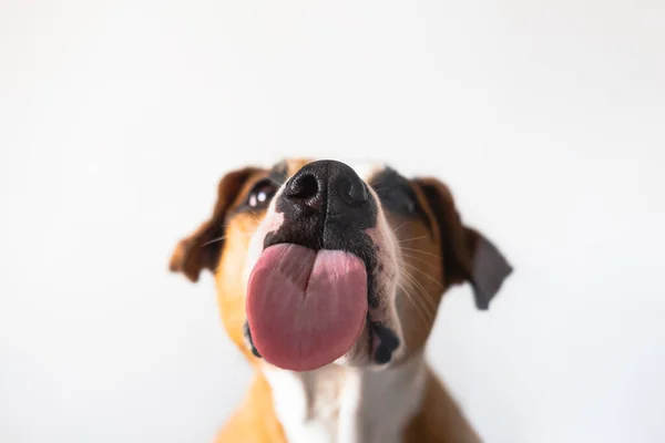 Dilini yalayan köpek, yakın görüş, camdan vurulmuş. Komik hayvan portresi, dile odaklan.