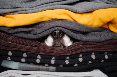 Köpeğin burnu süveter ve kalın giysiler arasında saklanıyor. Kış mevsimi kavramı ve soğuk kış uykusunda evcil hayvanlar