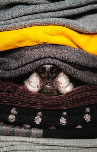 Hidung Anjing Bersembunyi Antara Tekstur Sweater Dan Pakaian Hangat Konsep — Stok Foto