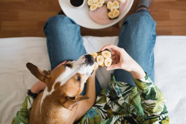 Evcil hayvanlarla kahvaltı ediyorum. Fıstık ezmeli ve muzlu sandviçi bir köpekle paylaşmak, yukarıdan çekilmiş, kapalı bir yaşam tarzı.