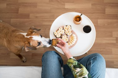 Köpekle kahvaltı ediyorum. İnsan evcil hayvanına fıstık ezmeli sandviç verir, yukarıdan, sağlıklı vejetaryen yemekleri ve kahve.