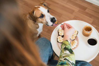 Evcil hayvanlarla kahvaltı ediyorum. Komik köpek kaşıktan fıstık ezmesi yalıyor, ev hayatı, sabah yemekleri ve kahve.