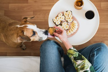 Evcil hayvanlarla kahvaltı ediyorum. Komik köpek fıstık ezmeli sandviç yalıyor, yukarıdan çekilmiş, kapalı bir yaşam tarzı, sabah yemekleri ve kahve.