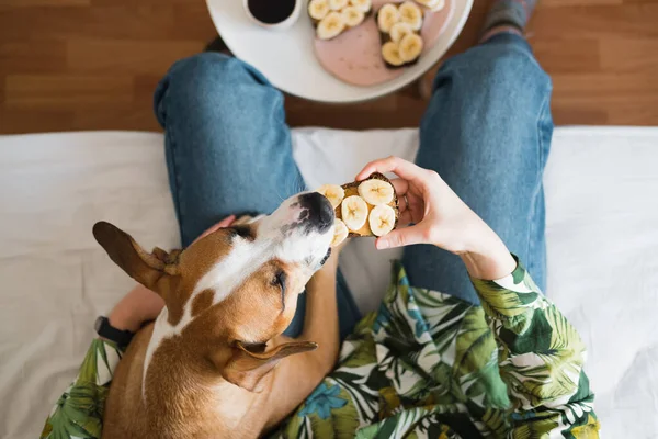 Evcil hayvanlarla kahvaltı ediyorum. Fıstık ezmeli ve muzlu sandviçi bir köpekle paylaşmak, yukarıdan çekilmiş, kapalı bir yaşam tarzı.
