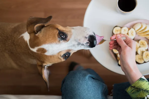 Having breakfast with pets at home. Funny dog licks peanut butter from spoon,  indoor lifestyle, morning meals and coffee